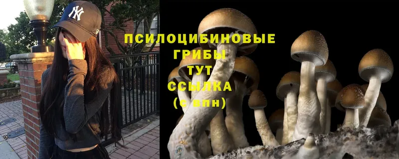 где купить наркотик  Гатчина  Галлюциногенные грибы Psilocybine cubensis 